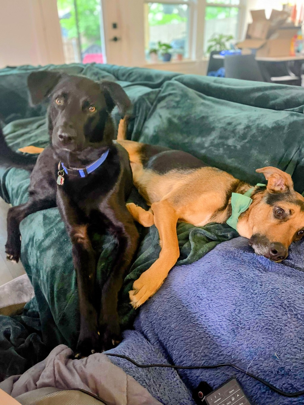 The Next Layer of Healing: From Liver to Lungs to Letting&nbsp;Go